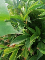 Hierodula transcaucasica