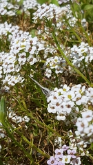 Euphilotes bernardino