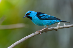 Dacnis cayana