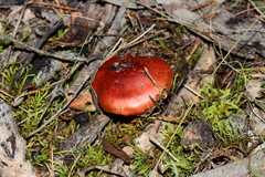 Cortinarius erythraeus