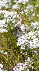 Euphilotes bernardino