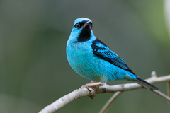 Dacnis cayana