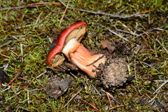 Cortinarius erythraeus
