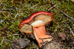 Cortinarius erythraeus