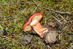 Cortinarius erythraeus