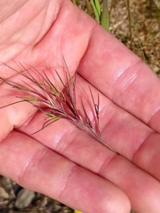 Festuca vivipara