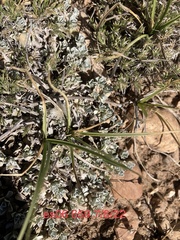Antennaria rosulata