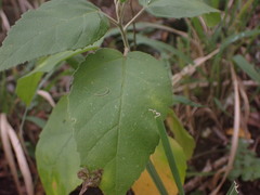 Croton rivularis