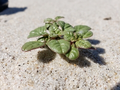 Amaranthus pumilus