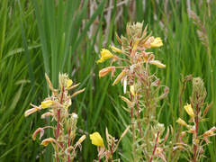 Oenothera villosa