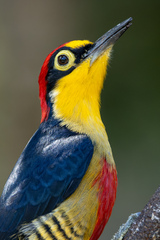 Melanerpes flavifrons