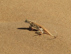 Meroles anchietae