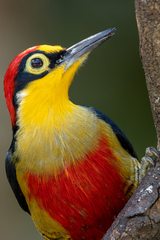 Melanerpes flavifrons