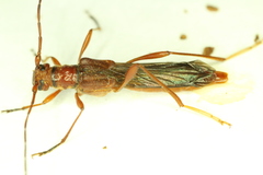 Necydalis laevicollis