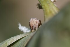Ricania speculum