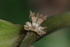 Ricania speculum