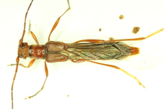 Necydalis laevicollis