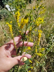 Melilotus altissimus