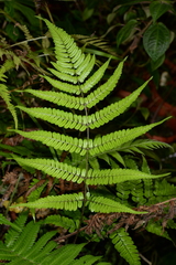 Dryopteris assamensis