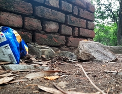 Funambulus pennantii