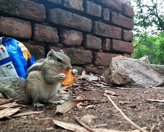 Funambulus pennantii