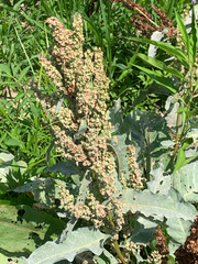 Rumex