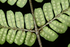 Dryopteris assamensis