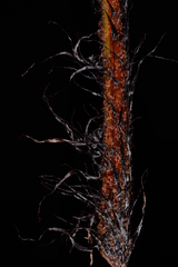 Dryopteris assamensis