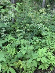 Chaerophyllum prescottii