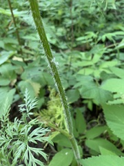 Chaerophyllum prescottii