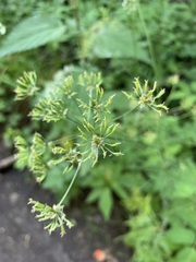 Chaerophyllum prescottii