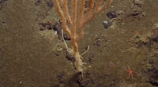 Shaggy Bamboo Coral