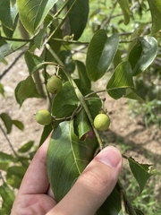 Auerodendron pauciflorum