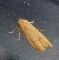 Blastobasis lacticolella