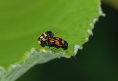 Cryptocephalus anticus