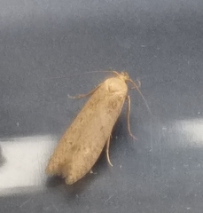 Blastobasis lacticolella