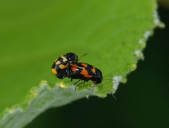 Cryptocephalus anticus