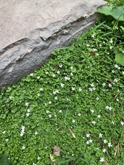 Houstonia procumbens