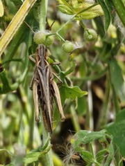 Chorthippus brunneus