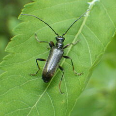 Grammoptera subargentata