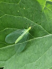 Chrysoperla carnea