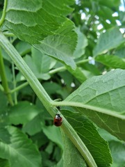 Adalia bipunctata