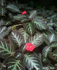 Episcia cupreata