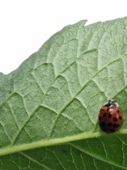 Harmonia axyridis
