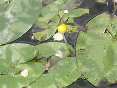 Nuphar lutea