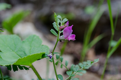 Vicia pyrenaica