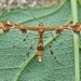 Grape Plume Moth - Photo (c) Alex, some rights reserved (CC BY-NC), uploaded by Alex