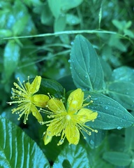 Hypericum graveolens