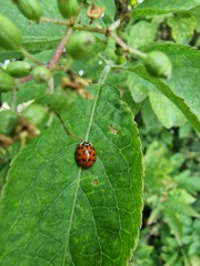 Harmonia axyridis