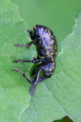 Liparus glabrirostris